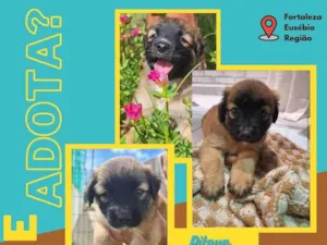 Cachorro raça SRD-ViraLata idade Abaixo de 2 meses nome Caju e Pitaya 