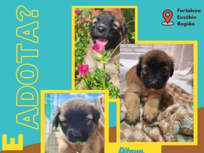 Cachorro raça SRD-ViraLata idade Abaixo de 2 meses nome Caju e Pitaya 