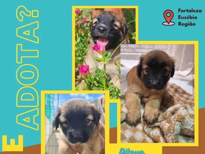Cachorro ra a SRD-ViraLata idade Abaixo de 2 meses nome Caju e Pitaya 
