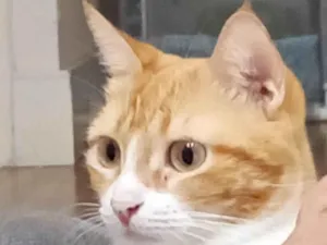 Gato raça SRD-ViraLata idade 2 anos nome Laranjinha