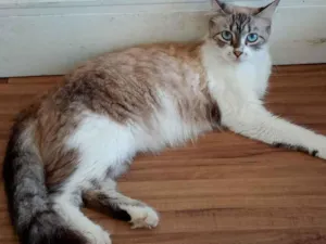 Gato raça SRD-ViraLata idade 2 anos nome Cristal
