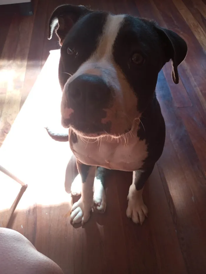 Cachorro ra a Pit-Bull idade 2 anos nome Athena