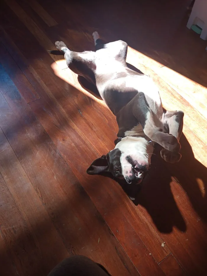 Cachorro ra a Pit-Bull idade 2 anos nome Athena