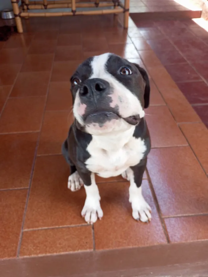 Cachorro ra a Pit-Bull idade 2 anos nome Athena