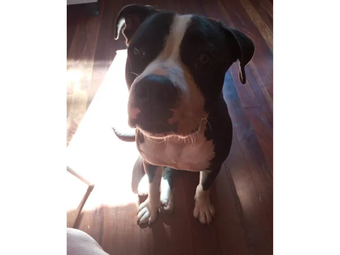 Cachorro ra a Pit-Bull idade 2 anos nome Athena