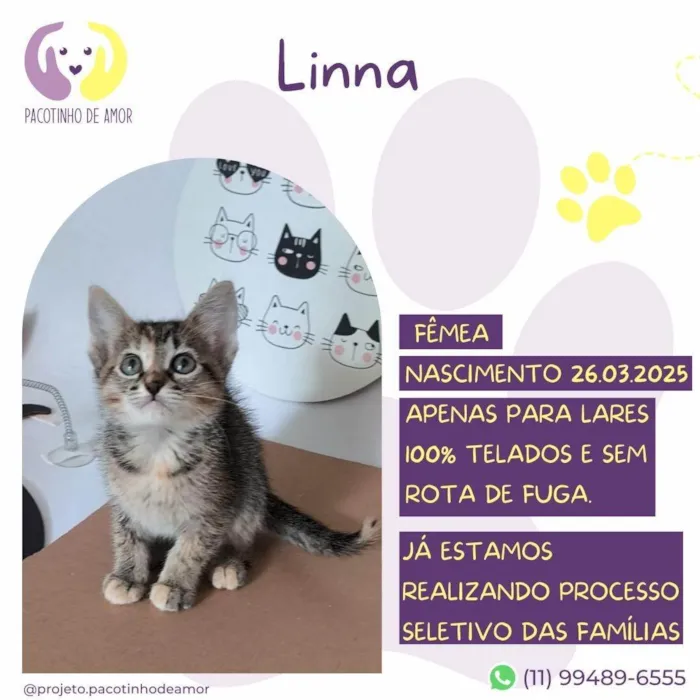 Gato ra a SRD-ViraLata idade Abaixo de 2 meses nome Linna