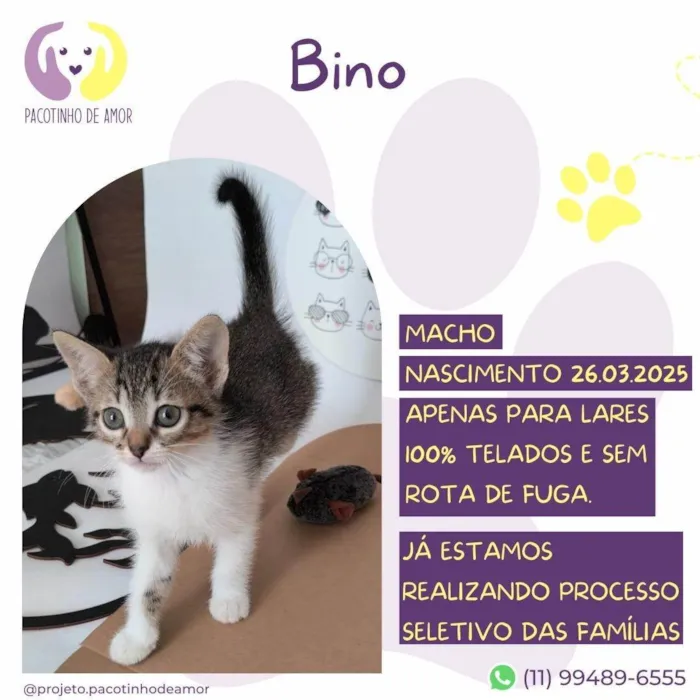 Gato ra a SRD-ViraLata idade Abaixo de 2 meses nome Bino