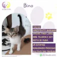 Bino