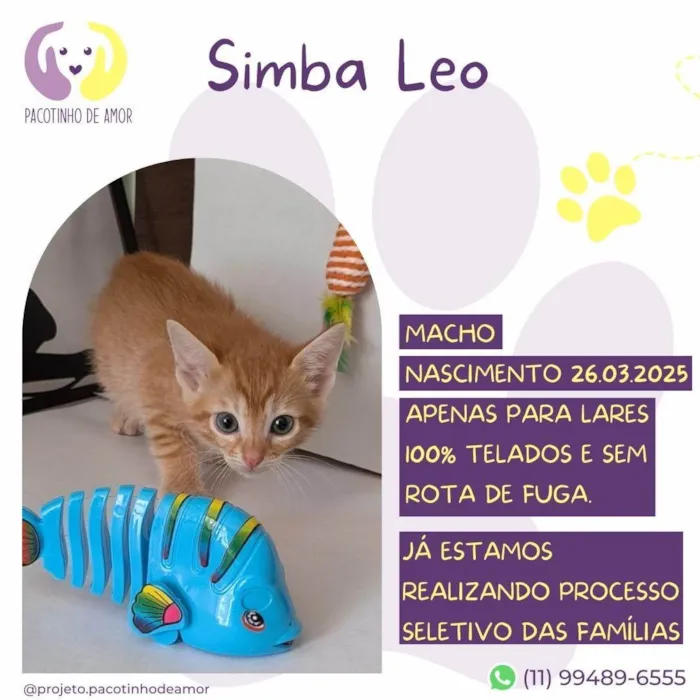 Gato ra a SRD-ViraLata idade Abaixo de 2 meses nome Simba