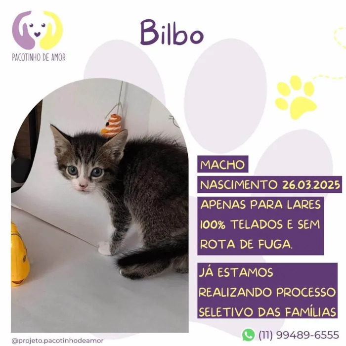 Gato ra a SRD-ViraLata idade Abaixo de 2 meses nome Bilbo