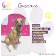 Gustavo