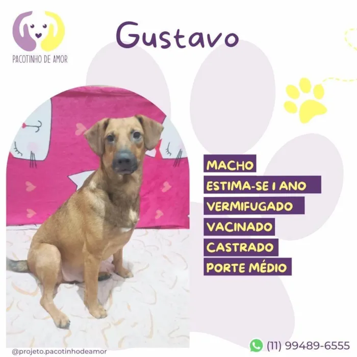 Cachorro ra a SRD-ViraLata idade 1 ano nome Gustavo