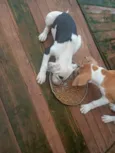 Max e kiara