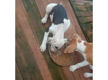 Cachorro raça Pit-Bull idade 2 a 6 meses nome Max e kiara