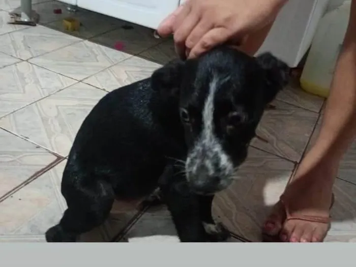 Cachorro ra a SRD-ViraLata idade 2 a 6 meses nome Pandora 