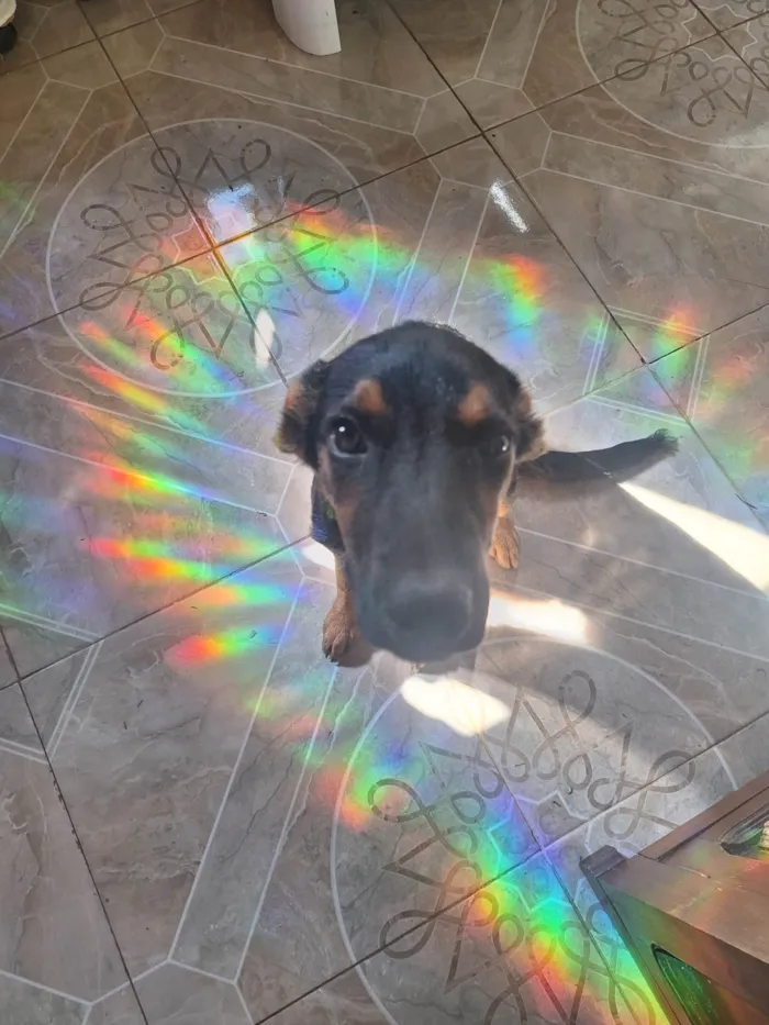 Cachorro ra a SRD-ViraLata idade 2 a 6 meses nome Tostada