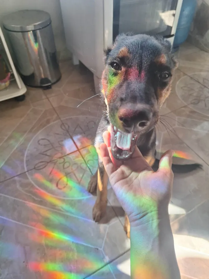 Cachorro ra a SRD-ViraLata idade 2 a 6 meses nome Tostada
