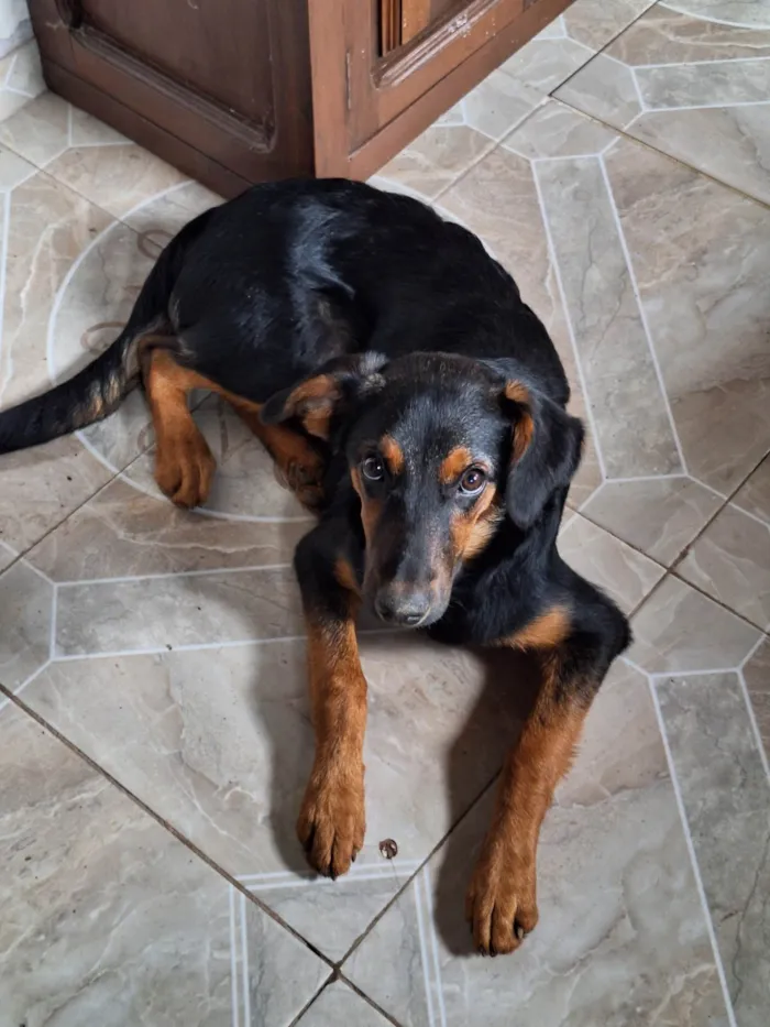 Cachorro ra a SRD-ViraLata idade 2 a 6 meses nome Tostada