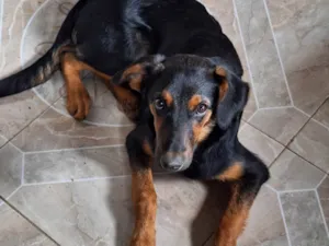 Cachorro raça SRD-ViraLata idade 2 a 6 meses nome Tostada