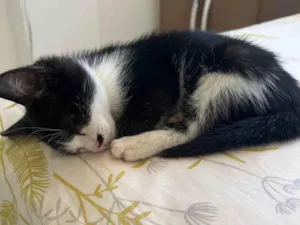 Gato raça SRD-ViraLata idade Abaixo de 2 meses nome Frajola 