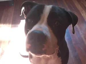 Cachorro raça Pit-Bull idade 2 anos nome Athena