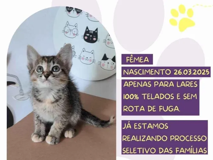 Gato ra a SRD-ViraLata idade Abaixo de 2 meses nome Linna