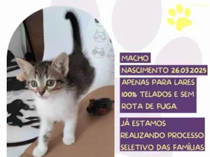 Gato raça SRD-ViraLata idade Abaixo de 2 meses nome Bino