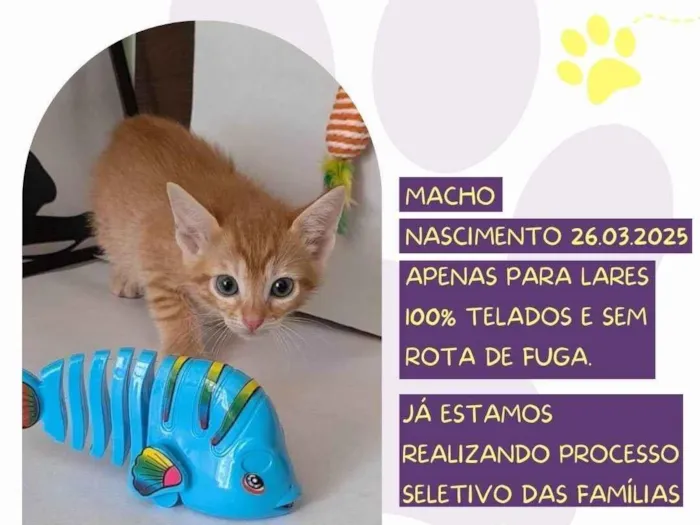Gato ra a SRD-ViraLata idade Abaixo de 2 meses nome Simba