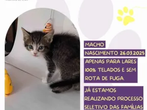Gato raça SRD-ViraLata idade Abaixo de 2 meses nome Bilbo