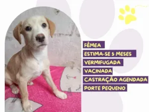 Cachorro raça SRD-ViraLata idade 2 a 6 meses nome Zeuzinha