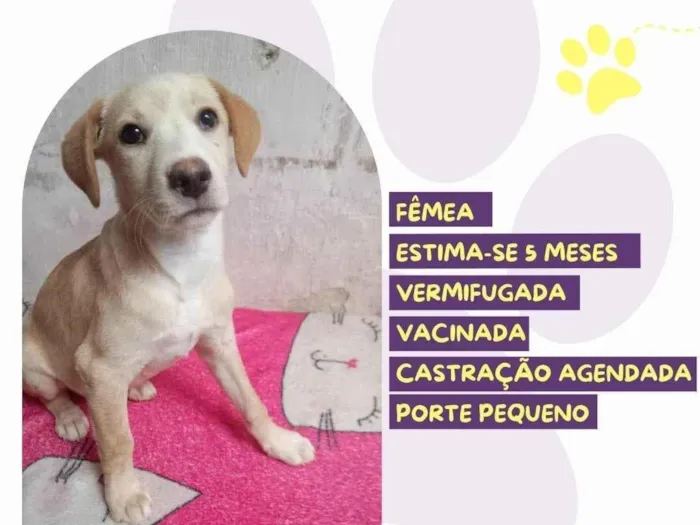 Cachorro ra a SRD-ViraLata idade 2 a 6 meses nome Zeuzinha