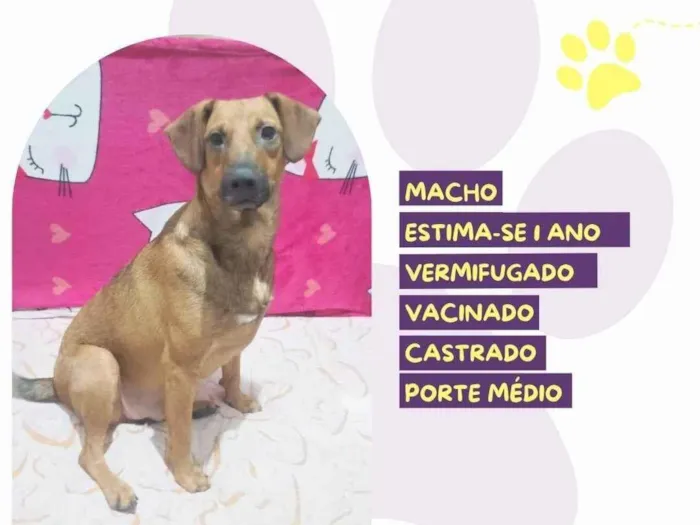 Cachorro ra a SRD-ViraLata idade 1 ano nome Gustavo
