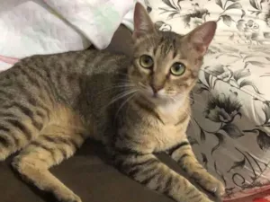 Gato raça SRD-ViraLata idade 1 ano nome Zeus