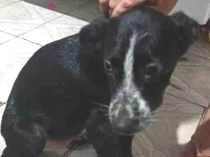Cachorro raça SRD-ViraLata idade 2 a 6 meses nome Pandora 