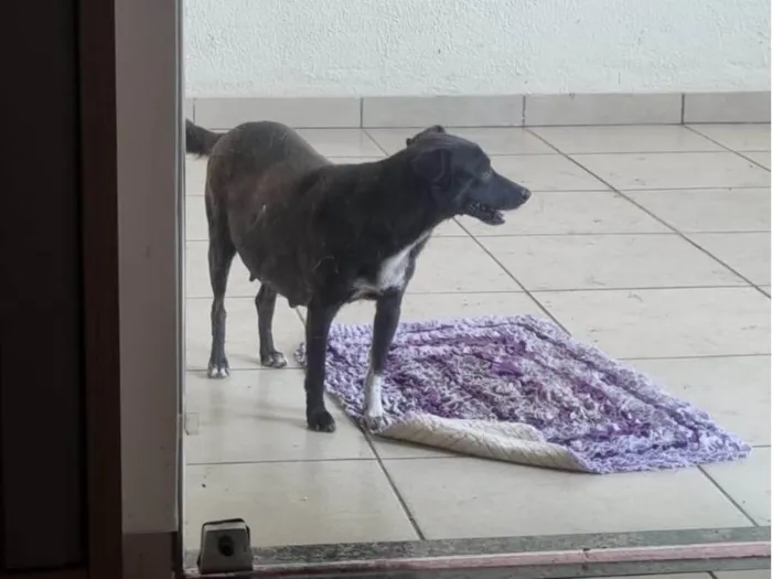 Cachorro ra a SRD-ViraLata idade 3 anos nome *Neguinha*