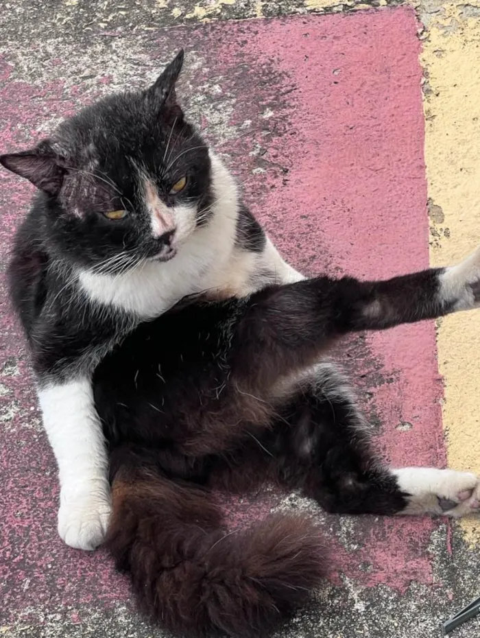 Gato ra a Exótico idade 5 anos nome Derick