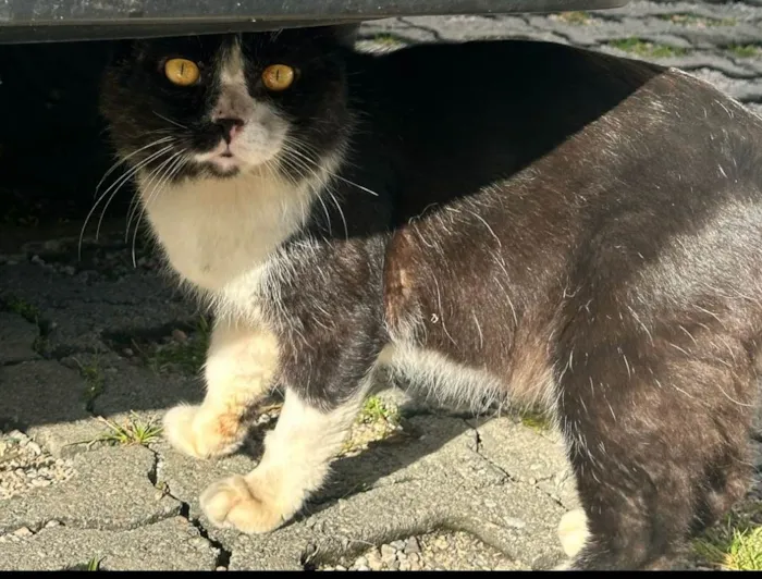 Gato ra a Exótico idade 5 anos nome Derick