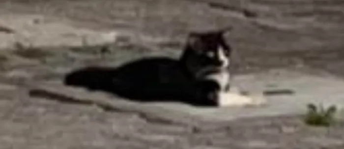 Gato ra a Exótico idade 5 anos nome Derick
