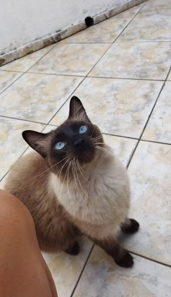 Gato ra a SRD-ViraLata idade 2 anos nome Luke 