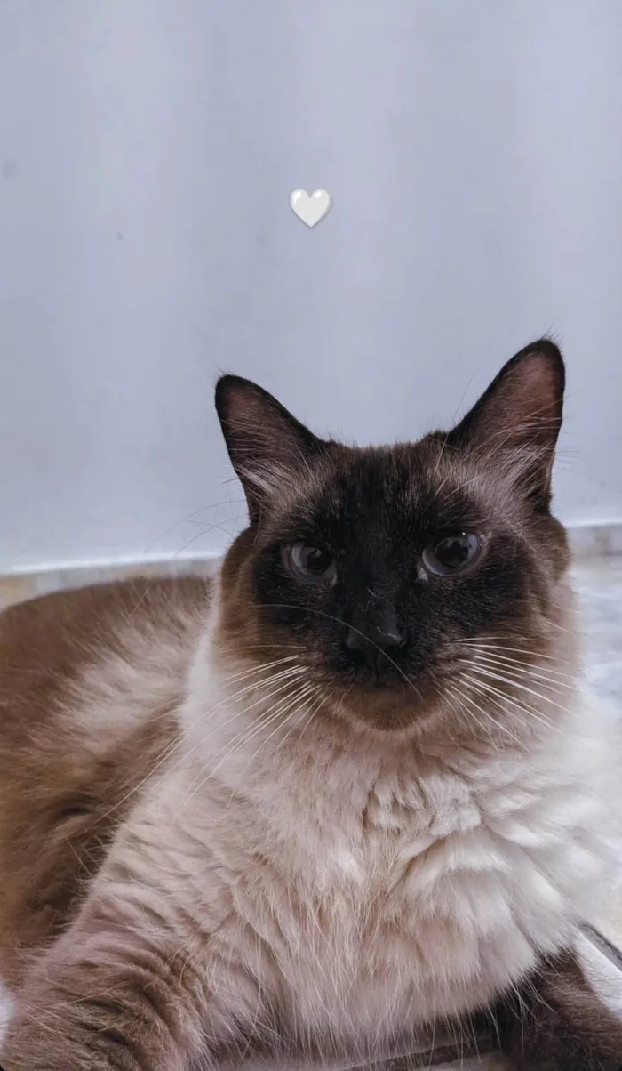 Gato ra a SRD-ViraLata idade 2 anos nome Luke 