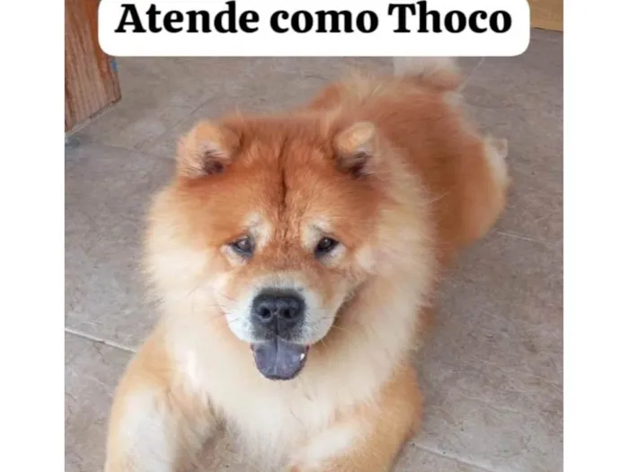 Cachorro ra a Chow Chow idade 6 ou mais anos nome Tchoco