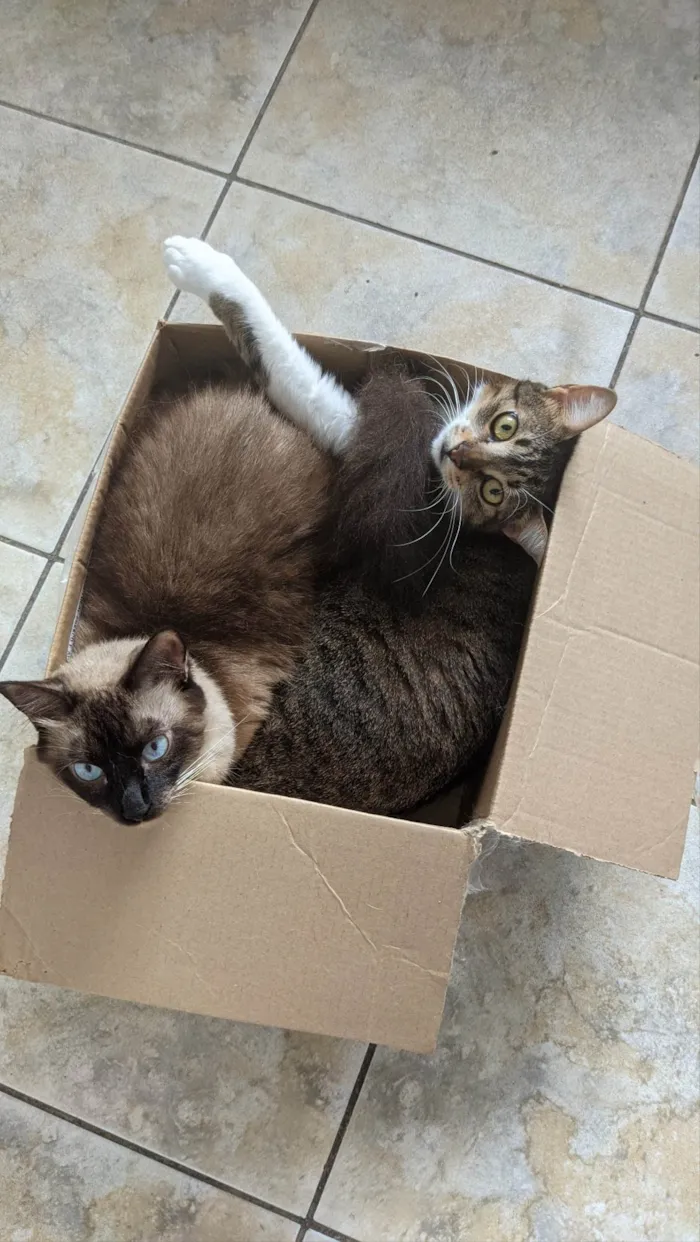 Gato ra a SRD-ViraLata idade 2 anos nome Luke 