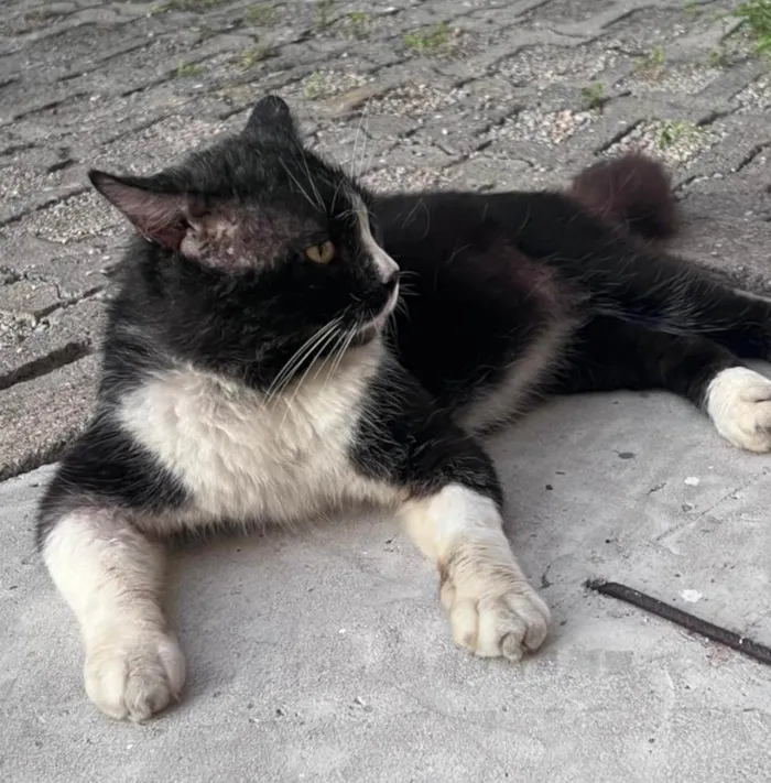 Gato ra a Exótico idade 5 anos nome Derick