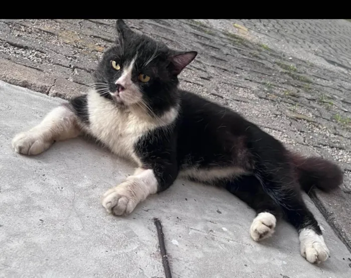 Gato ra a Exótico idade 5 anos nome Derick