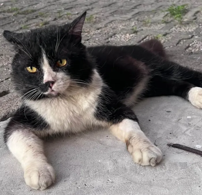 Gato ra a Exótico idade 5 anos nome Derick