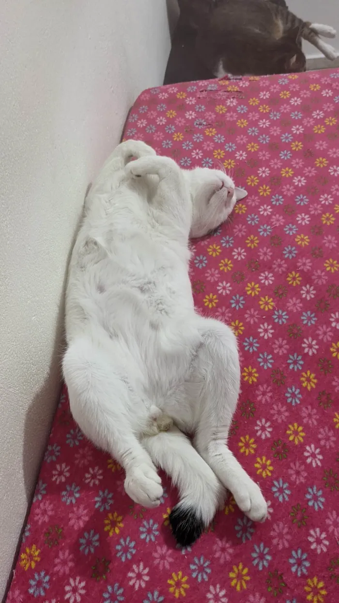 Gato ra a SRD-ViraLata idade 7 a 11 meses nome Yoon-gi 