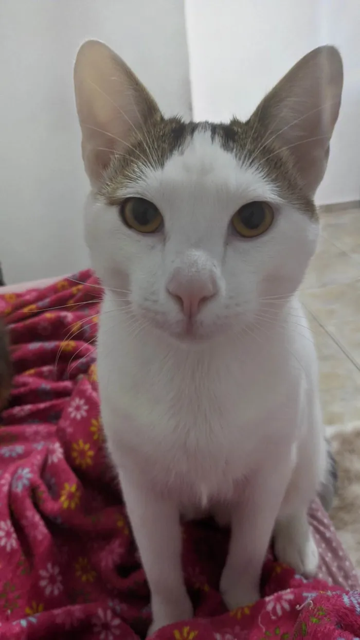 Gato ra a SRD-ViraLata idade 7 a 11 meses nome Yoon-gi 