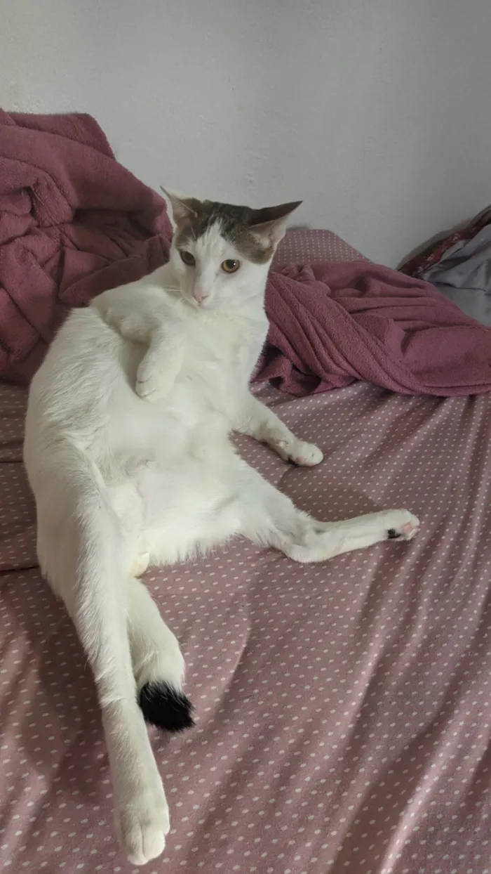Gato ra a SRD-ViraLata idade 7 a 11 meses nome Yoon-gi 