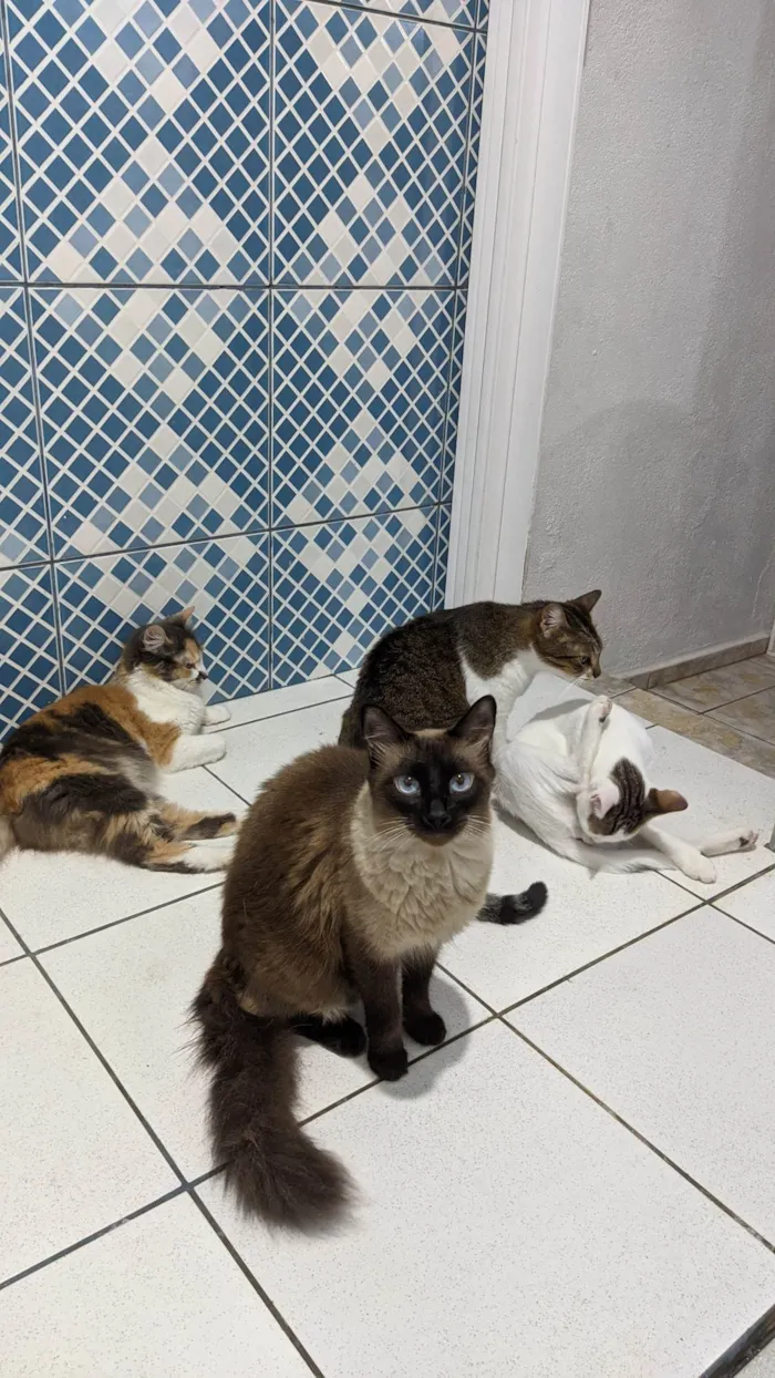 Gato ra a SRD-ViraLata idade 7 a 11 meses nome Yoon-gi 