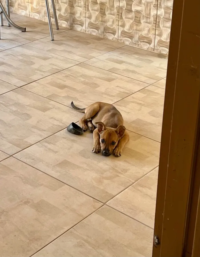 Cachorro ra a SRD-ViraLata idade 2 a 6 meses nome Menina